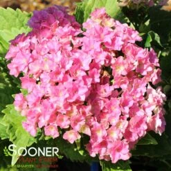 STARFIELD™ HYDRANGEA -Deals Tend Twig Store DETA2 4930