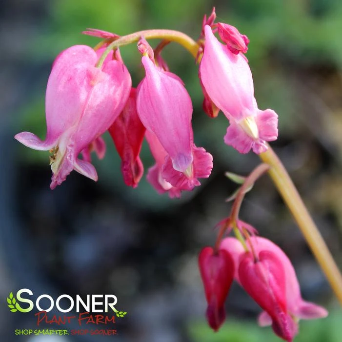 LUXURIANT BLEEDING HEART 2 LUXURIANT BLEEDING HEART - Image 2
