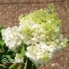 CANDELABRA® HYDRANGEA