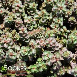 DRAGON'S BLOOD SEDUM 5 DRAGON'S BLOOD SEDUM -Deals Tend Twig Store DETA2 5022