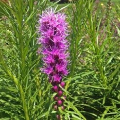 KOBOLD GAYFEATHER -Deals Tend Twig Store DETA2 503