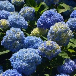 IBLOOM® AZURE SKIES™ HYDRANGEA -Deals Tend Twig Store DETA2 5031