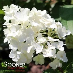 LITTLE HOTTIE® HYDRANGEA