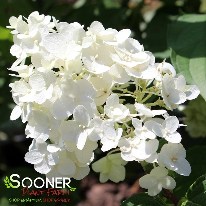LITTLE HOTTIE® HYDRANGEA 1 LITTLE HOTTIE® HYDRANGEA