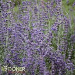LITTLE SPIRE RUSSIAN SAGE