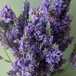SENSATIONAL® LAVENDER -Deals Tend Twig Store DETA2 5074