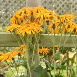 TRACTOR SEAT GOLDEN RAY -Deals Tend Twig Store DETA2 5076