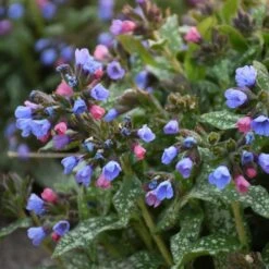 PINK-A-BLUE LUNGWORT -Deals Tend Twig Store DETA2 5079