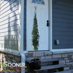 TAYLOR JUNIPER - FORMAL STYLE -Deals Tend Twig Store DETA2 5085