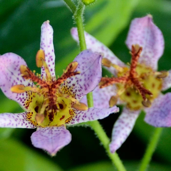 AUTUMN GLOW TOAD LILY 3 AUTUMN GLOW TOAD LILY - Image 3