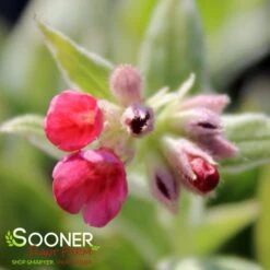RASPBERRY FROST LUNGWORT 4 RASPBERRY FROST LUNGWORT -Deals Tend Twig Store DETA2 5116