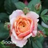 STATE OF GRACE™ GRANDIFLORA ROSE