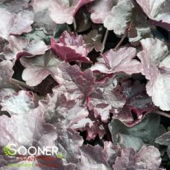 OBSIDIAN CORAL BELLS -Deals Tend Twig Store DETA2 518