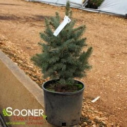 COLORADO BLUE SPRUCE 5 COLORADO BLUE SPRUCE -Deals Tend Twig Store DETA2 5186