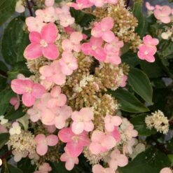 TORCH™ HYDRANGEA -Deals Tend Twig Store DETA2 5202