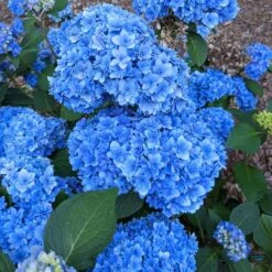DOUBLE DOWN® HYDRANGEA -Deals Tend Twig Store DETA2 5229