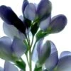 PIXIE PERIWINKLE FALSE INDIGO