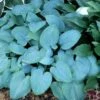 FRAGRANT BLUE HOSTA