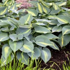 TOUCH OF CLASS HOSTA -Deals Tend Twig Store DETA2 5260