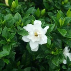 PILLOW TALKĀ® GARDENIA