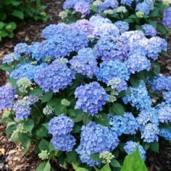 LET'S DANCE LOVABLE® HYDRANGEA 8 LET'S DANCE LOVABLE® HYDRANGEA -Deals Tend Twig Store DETA2 5277