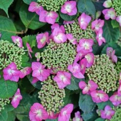 TUFF STUFF TOP FUN® HYDRANGEA -Deals Tend Twig Store DETA2 5278