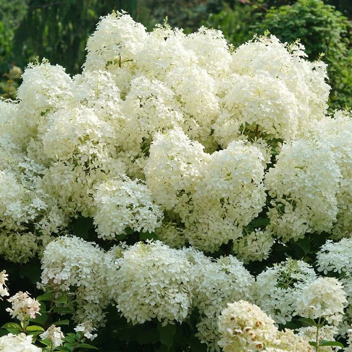 PUFFER FISH® HYDRANGEA 2 PUFFER FISH® HYDRANGEA - Image 2