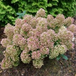 TINY QUICK FIRE® HYDRANGEA