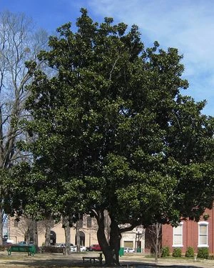 SOUTHERN MAGNOLIA 1 SOUTHERN MAGNOLIA