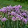 PINCUSHION ORNAMENTAL ONION