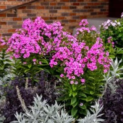 LUMINARY® PRISMATIC PINK GARDEN PHLOX -Deals Tend Twig Store DETA2 5386