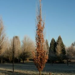 SKINNY GENES® OAK -Deals Tend Twig Store DETA2 5456