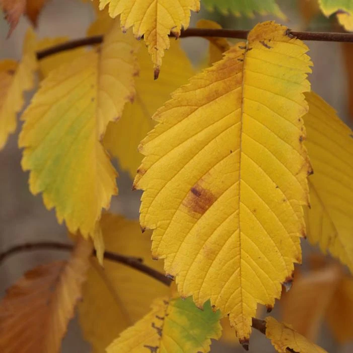 PRAIRIE EXPEDITION® AMERICAN ELM 2 PRAIRIE EXPEDITION® AMERICAN ELM - Image 2