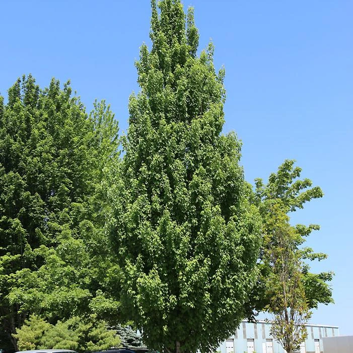 ARMSTRONG GOLD® MAPLE 1 ARMSTRONG GOLD® MAPLE