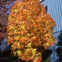 APOLLO® SUGAR MAPLE 5 APOLLO® SUGAR MAPLE -Deals Tend Twig Store DETA2 5467