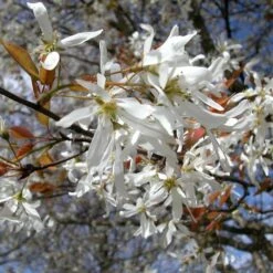 SPRING FLURRY® SERVICEBERRY -Deals Tend Twig Store DETA2 5469