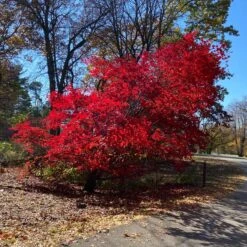 MORNING STARBURST™ VINE MAPLE -Deals Tend Twig Store DETA2 5478