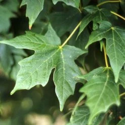 LEGACY® SUGAR MAPLE -Deals Tend Twig Store DETA2 5479