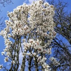 MARILYN'S CHOICE™ COLUMNAR MAGNOLIA 5 MARILYN'S CHOICE™ COLUMNAR MAGNOLIA -Deals Tend Twig Store DETA2 5487