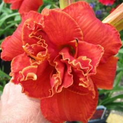 MOSES' FIRE DAYLILY -Deals Tend Twig Store DETA2 5496
