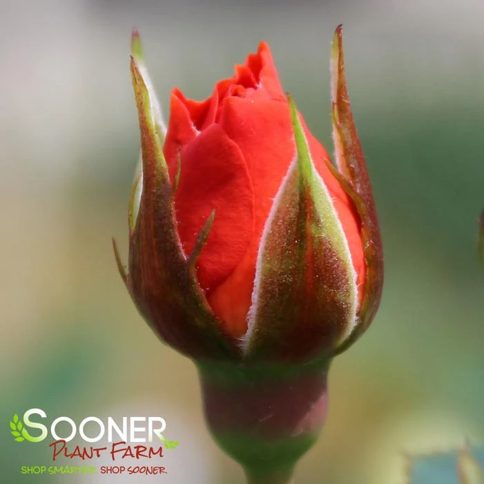 ALL A'TWITTER™ MINIATURE ROSE 2 ALL A'TWITTER™ MINIATURE ROSE - Image 2