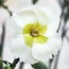WHETMAN® AMERICAN PIE® KEY LIME PIE DIANTHUS