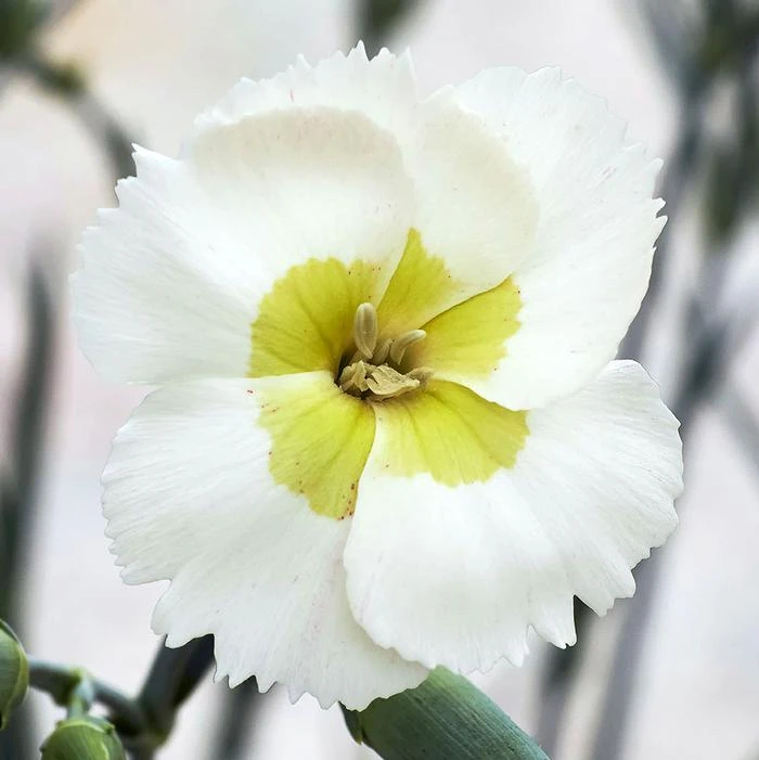 WHETMAN® AMERICAN PIE® KEY LIME PIE DIANTHUS 1 WHETMAN® AMERICAN PIE® KEY LIME PIE DIANTHUS