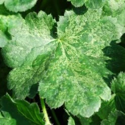 HERCULES CORAL BELLS 3 HERCULES CORAL BELLS -Deals Tend Twig Store DETA2 5572