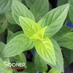 DRAGON BABY™ HYDRANGEA