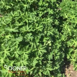 ROZANNE CRANESBILL GERANIUM -Deals Tend Twig Store DETA2 561