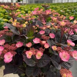 PINK DYNAMO™ HYDRANGEA -Deals Tend Twig Store DETA2 5640