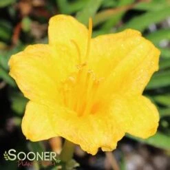 STELLA DE ORO DAYLILY -Deals Tend Twig Store DETA2 569