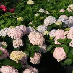 WEE BIT INNOCENT™ HYDRANGEA -Deals Tend Twig Store DETA2 5734