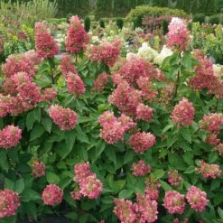 PINKY WINKY® PRIME™ HYDRANGEA -Deals Tend Twig Store DETA2 5735